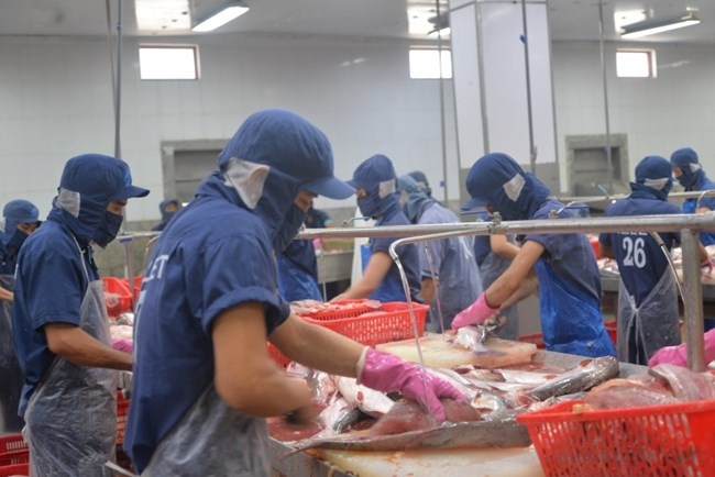 Vietnamese pangasius exports to US sees plunge in price